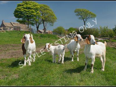 Congolese Live Boer Goats