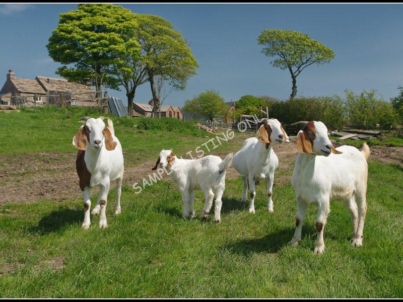 Congolese Live Boer Goats
