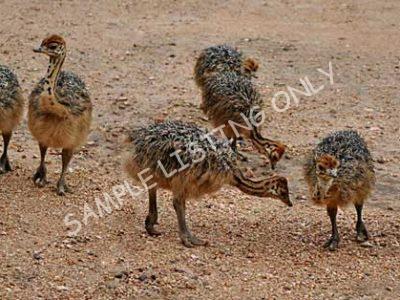 Republic of Congo Ostrich Chicks
