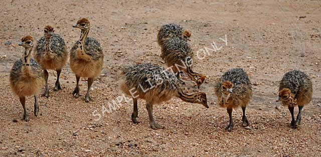 Republic of Congo Ostrich Chicks