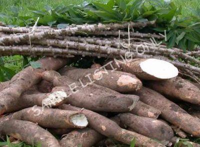 Fresh Republic of Congo Cassava