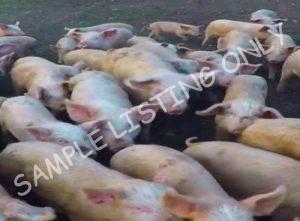 Republic of Congo Healthy Pigs