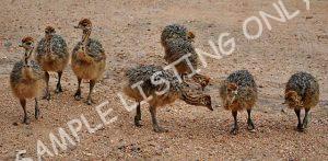 Republic of Congo Guinea Fowls