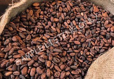 Republic of Congo Cocoa Beans