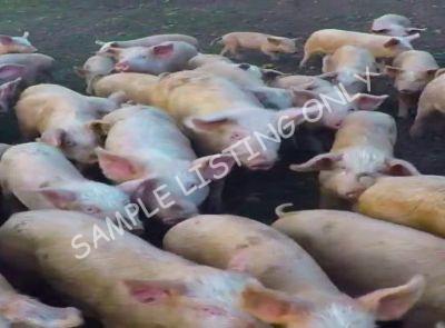 Republic of Congo Healthy Pigs